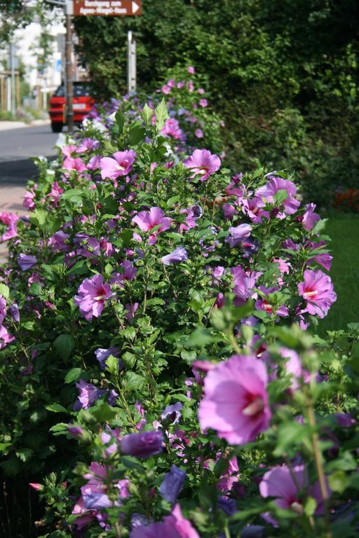 Ferienwohnung Am Kurpark Bad Nenndorf Kültér fotó